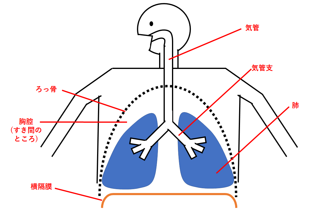 中2生物 呼吸の仕組み 中学理科 ポイントまとめと整理