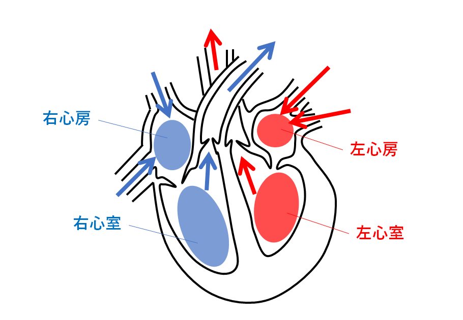 中2生物 心臓 血液の循環 中学理科 ポイントまとめと整理