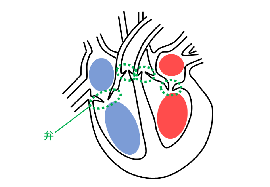 中2生物 心臓 血液の循環 中学理科 ポイントまとめと整理