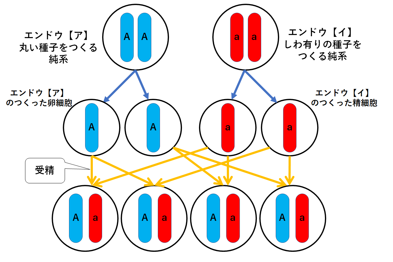 中3生物 遺伝の規則性 中学理科 ポイントまとめと整理