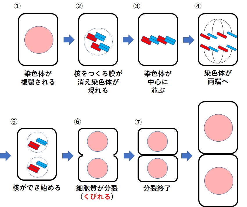 中3生物 体細胞分裂と減数分裂の違いとは 中学理科 ポイントまとめと整理